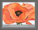 Flower Picture
