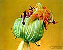 Flower Picture