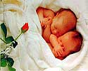 Flower Picture