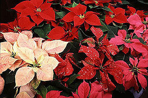 Flower Picture