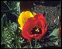 Flower Picture