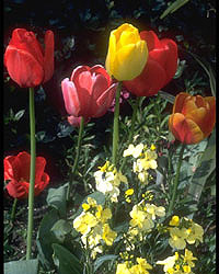 Flower Picture