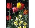Flower Picture