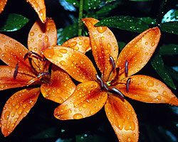 Flower Picture