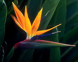 Flower Picture