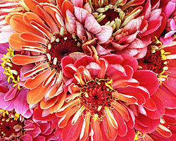 Flower Picture
