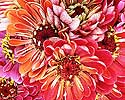 Flower Picture