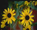 Flower Picture