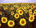 Flower Picture