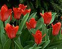 Flower Picture
