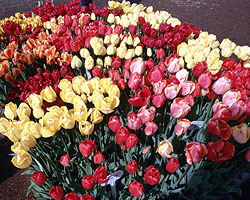 Flower Picture