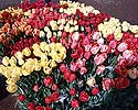 Flower Picture
