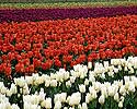 Flower Picture