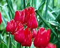 Flower Picture