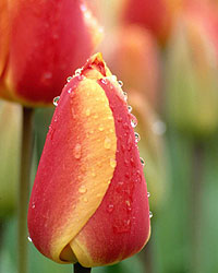 Flower Picture