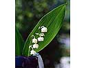 Flower Picture