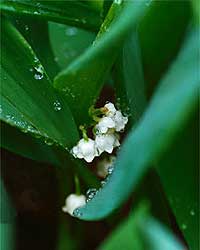 Flower Picture
