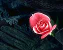 Flower Picture