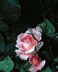 Flower Picture