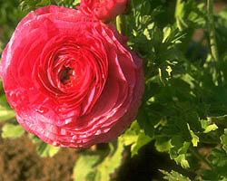 Flower Picture