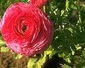 Flower Picture
