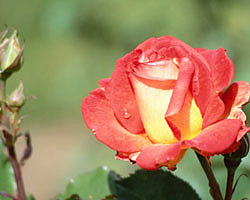 Flower Picture