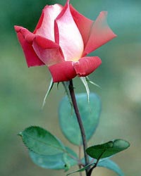 Flower Picture