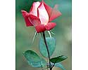 Flower Picture