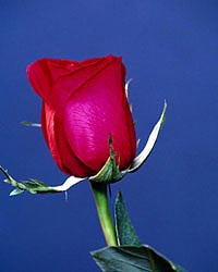 Flower Picture