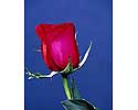 Flower Picture