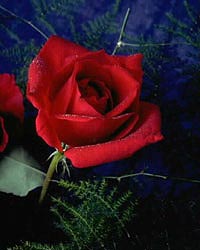 Flower Picture