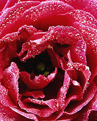 Flower Picture