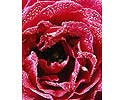 Flower Picture