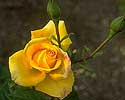 Flower Picture