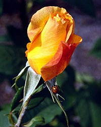 Flower Picture
