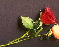 Flower Picture