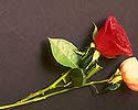 Flower Picture