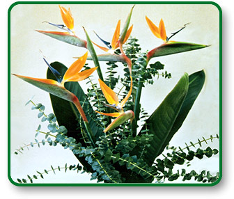 Flower Picture