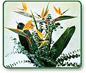 Flower Picture