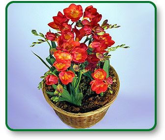 Flower Picture