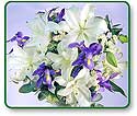 Flower Picture