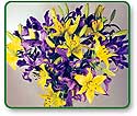Flower Picture