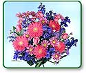 Flower Picture