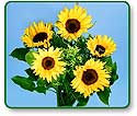 Flower Picture