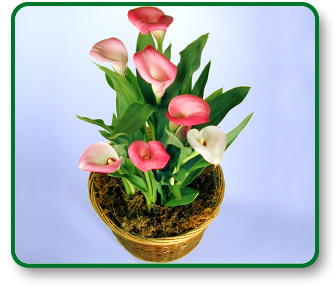 Flower Picture