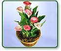 Flower Picture