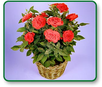 Flower Picture