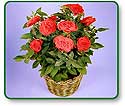 Flower Picture