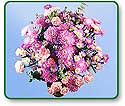 Flower Picture