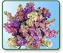 Flower Picture